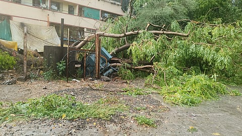 Tree Collapse