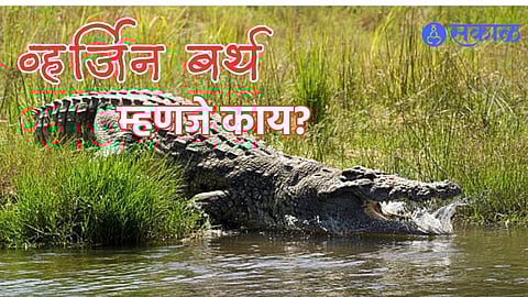 Virgin Birth in Crocodile