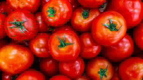 Tomato