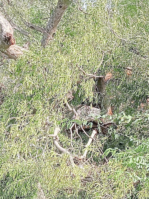 चिंचेचे झाड पाडताना पक्षांचा बळी