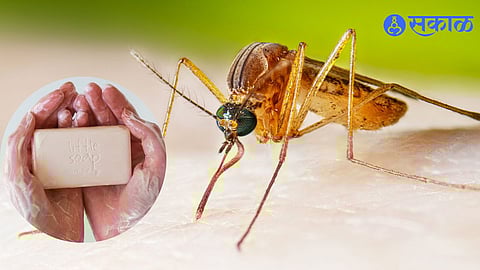 Soap Attracts Mosquito