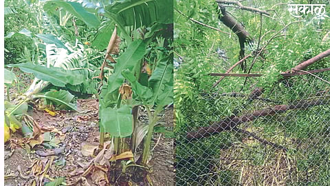 Trees uprooted by storms.