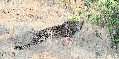 बीग स्टोरी..चांदोली धरण
