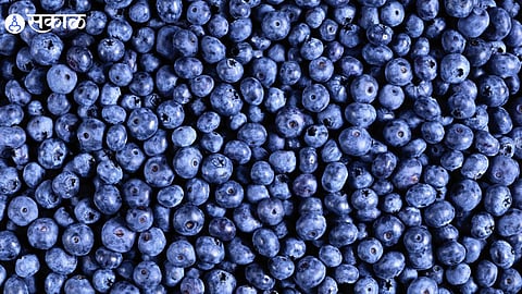 Black Currant