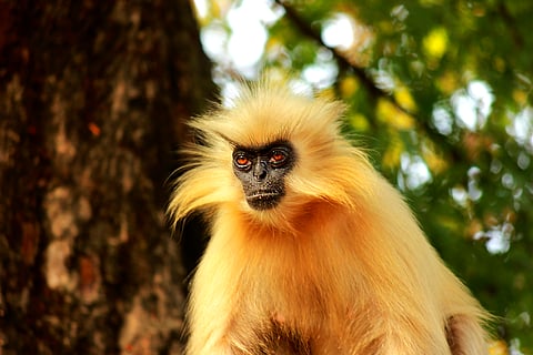 Pune : ...तर अंगावर येण्याच्या घटना घडतात; बिबवेवाडीत वानरांचा उच्छाद, नागरीक त्रस्त