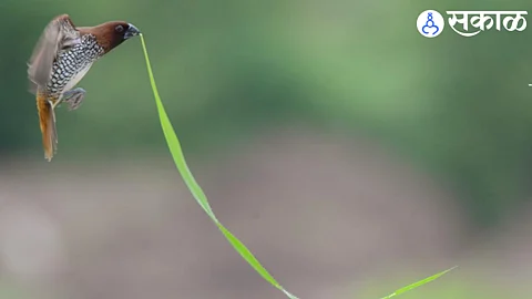 Munia bird