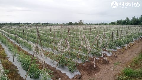 Tomato grown in Aghar Khurd Shiwar.