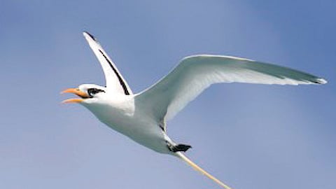 white tailed tropic bird
