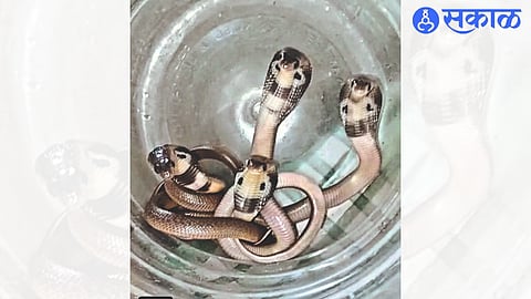 Snake Puppies found in a house at Kewell Park.