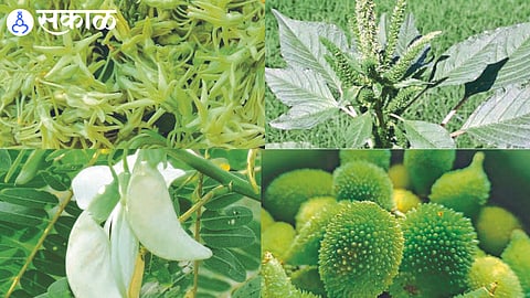 Wild vegetable festival in Jalgaon on Sunday news