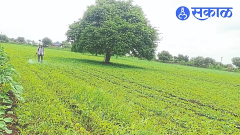As laborers are not available, farmers are using herbicides, laborers spraying herbicides in Narayan Jere's field.