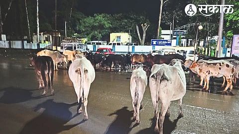 Herd of animals gathered at night on Pimpalgaon road in front of police station