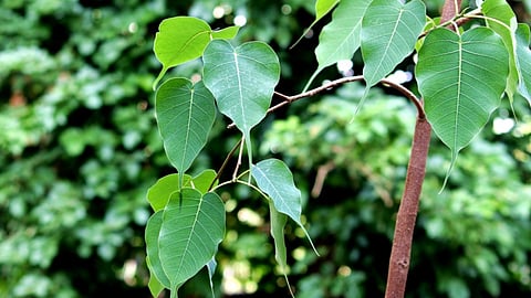 Plants for monsoon
