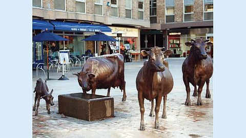 jersey island cow france