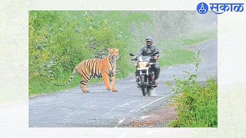 International Tiger Day 2023 : नाशिकच्या ‘फार्मासिस्ट’चे ‘व्याघ्र कॉफीटेबल बुक’; 40 वाघांचा अभ्यास