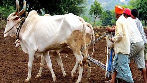 Rainy Season Kharif Crops
