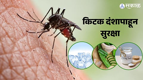 पावसाळ्यात किटक दंश