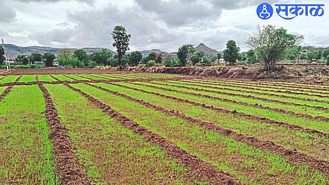 Farm Field