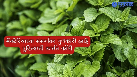 Bacterial Infection Remedies