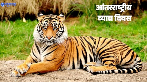 International Tiger Day why approximately 445 tigers State wise figures to be announced today animal protection