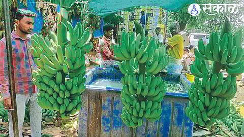 Demand for bananas from district in Gulf countries jalgaon news