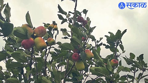 Apples on a tree planted on the premises of MVP College of Agriculture.