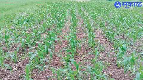 The maize sown in the area has started to wither due to lack of irrigation