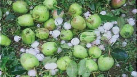 weather hits kashmiri apple production