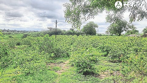 The greenery here came in the advertisement of MGNREGA