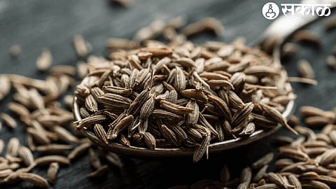 Cumin Seed Rates Hike