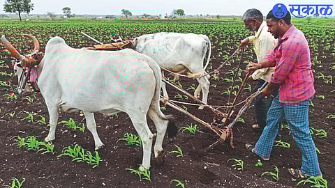 Cultivation work is currently going on at full speed in the grown crop