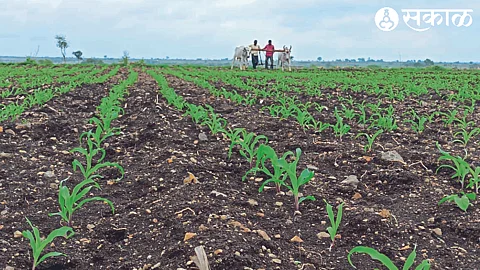 Maize, cotton crop that blooms on short rains