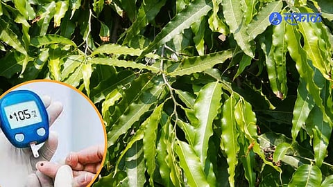 Ashoka Tree Benefits