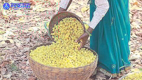 women of tribal areas made ladoo shankarpale sweets gulab jamun from flowers of moha nashik news