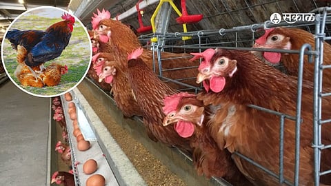 Chicken Interesting Fact