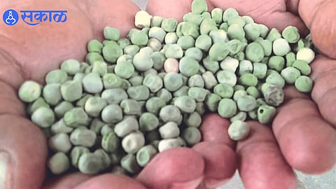 Poor quality peas supplied in nutrition in Zilla Parishad Primary School.