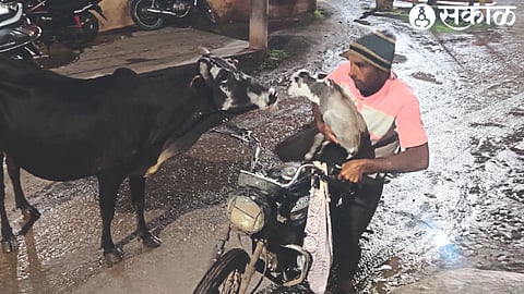 Gosevak Chingu Tiwari from Lasalgaon treating an injured cow and calf