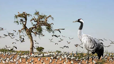 Crouch Bird