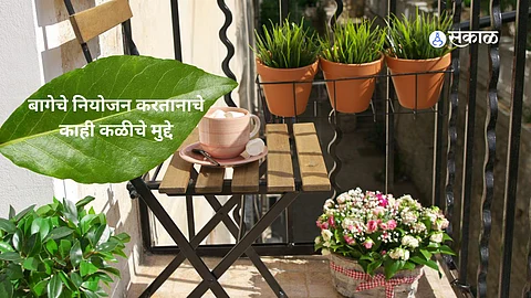 plant for balcony