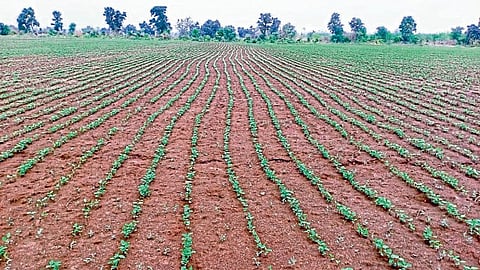 nand monsoon not useful farmers agriculture rain forecast nagpur