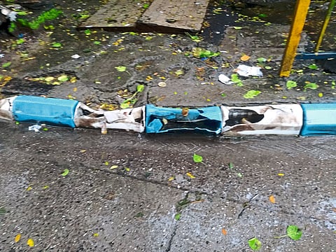 डासांच्या उत्पत्तीस पालिकाच कारणीभूत