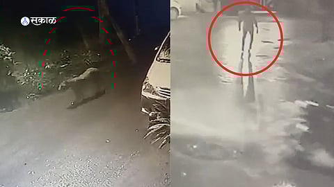 Nashik Leopard Attack