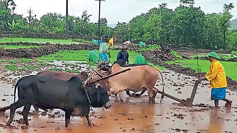 ratnagiri rain update mandangad farmers put crop in farm agriculture monsoon rainfall