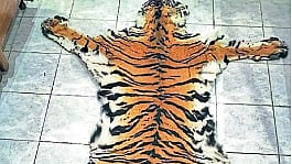 Tiger Skin