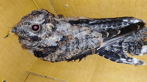 Thane : ठाण्यात आढळला दुर्मिळ (नाईटजार) रातवा; अशक्त रातवाला पॉज संस्थेने दिले जीवनदान