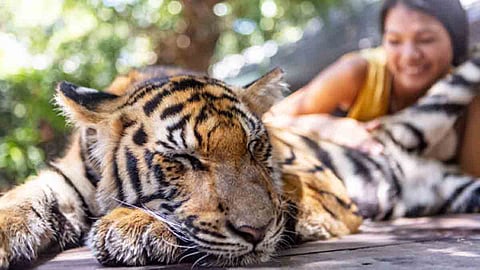 International Tiger Day