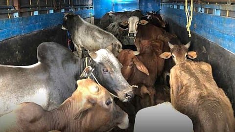 3 arrested from Madhya Pradesh for transporting 33 cattle in truck without license jalgaon crime news