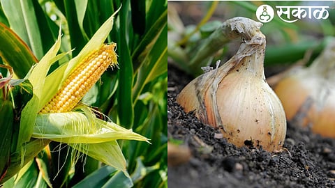 Maize and Onion Crop