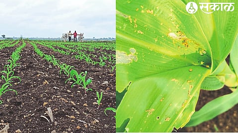 Stunted growth of maize and leaf spot infestation