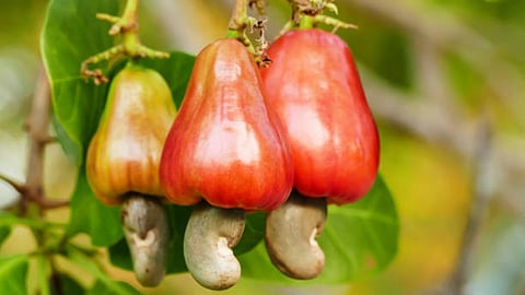 Cashew Fruit Crop Development Scheme